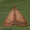 Renia new species - Hodges#8389.96