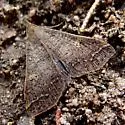 Renia new species - Hodges#8389.96 - photo 2