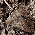 Renia new species - Hodges#8389.96 - photo 3