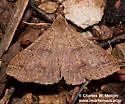 Renia new species - Hodges#8389.96 - photo 5