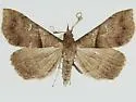 Renia rigida - Hodges#8384