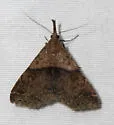 Renia rigida - Hodges#8384 - photo 3