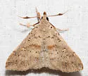 Short-snout Renia - Hodges#8378 - Renia salusalis