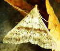 Short-snout Renia - Hodges#8378 - photo 2