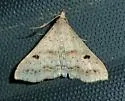 Short-snout Renia - Hodges#8378 - photo 3