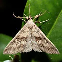 Short-snout Renia - Hodges#8378 - photo 4