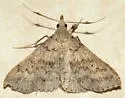 Short-snout Renia - Hodges#8378 - photo 5