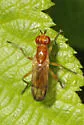 Renocera cressoni