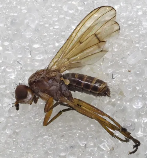 Renocera pallida