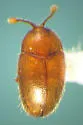 Renodesta ramsdalei