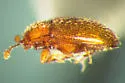 Renodesta ramsdalei - photo 2