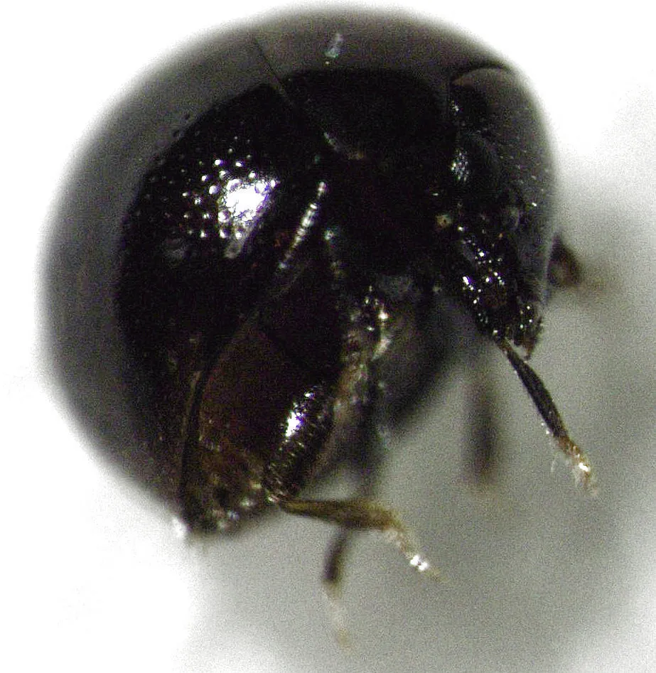 Rentoniidae - photo 2