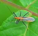 Red Bull Assassin Bug