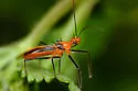 Red Bull Assassin Bug - photo 2
