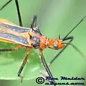 Red Bull Assassin Bug - photo 3