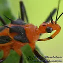Red Bull Assassin Bug - photo 4