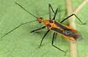 Red Bull Assassin Bug - photo 5