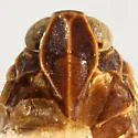 Reptalus exoptatus - photo 3