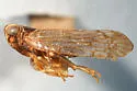 Reptalus exoptatus - photo 4