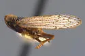Reptalus fidus
