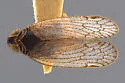 Reptalus fidus - photo 2