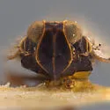 Reptalus fidus - photo 3