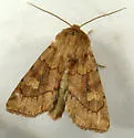 Resapamea diluvius - Hodges#9391.1