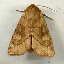 Resapamea diluvius - Hodges#9391.1 - photo 2