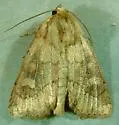Resapamea diluvius - Hodges#9391.1 - photo 3