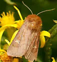 Resapamea innota - Hodges#9387