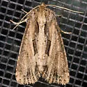 Four-lined Borer Moth - Hodges#9393 - Resapamea stipata