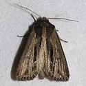 Four-lined Borer Moth - Hodges#9393 - photo 2