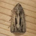 Four-lined Borer Moth - Hodges#9393 - photo 3