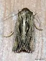 Four-lined Borer Moth - Hodges#9393 - photo 4