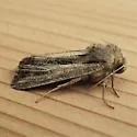 Four-lined Borer Moth - Hodges#9393 - photo 5