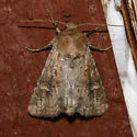 Resapamea venosa - Hodges#9388