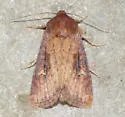 Resapamea venosa - Hodges#9388 - photo 2