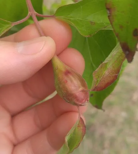 Resseliella clavula