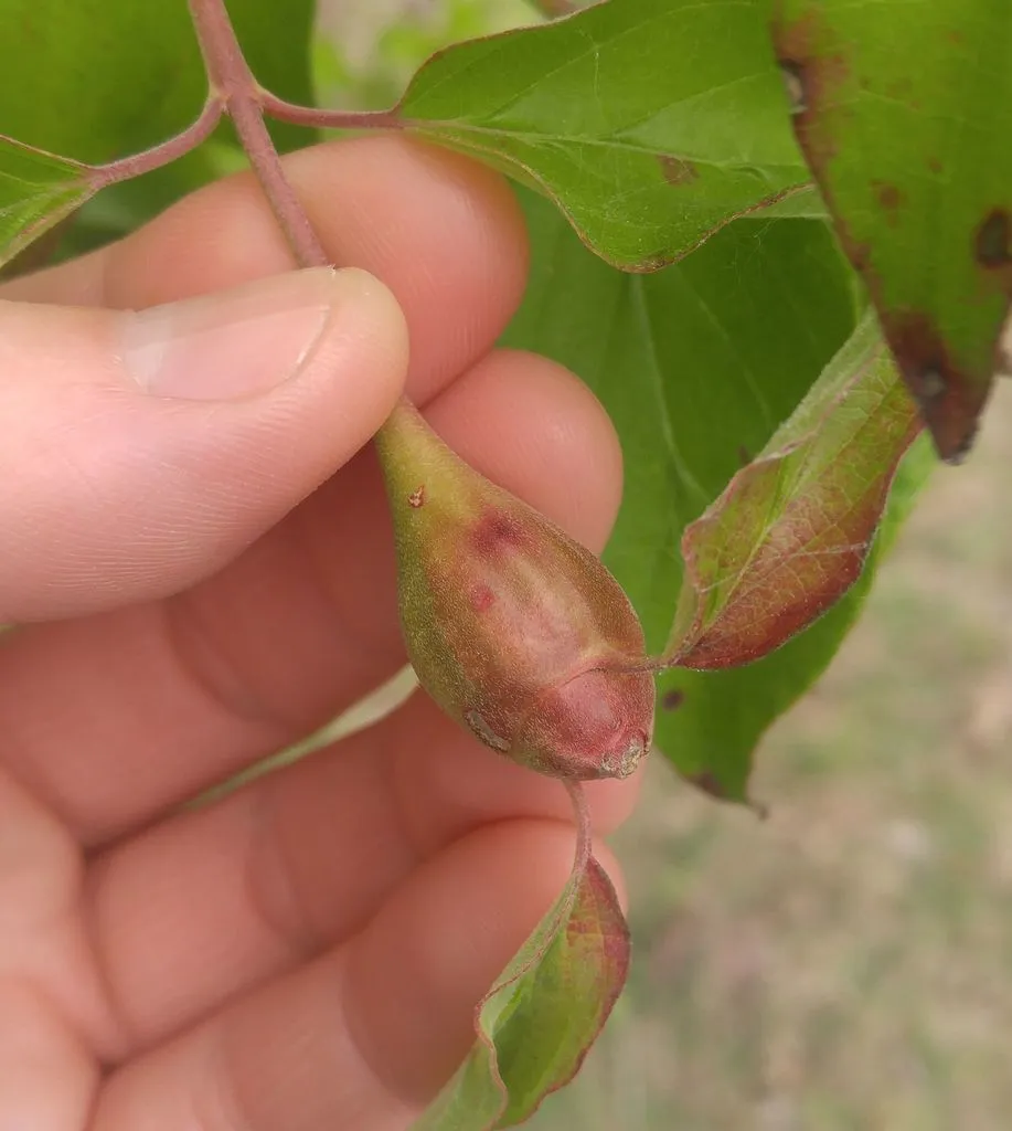 Resseliella clavula - photo 2