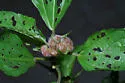 Resseliella globosa