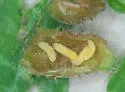 Resseliella globosa - photo 2