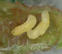 Resseliella globosa - photo 3