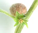 Resseliella globosa - photo 4