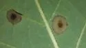 Resseliella liriodendri - photo 4