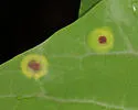 Resseliella liriodendri - photo 5