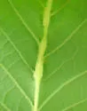 Resseliella tulipiferae - photo 2