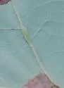 Resseliella tulipiferae - photo 3