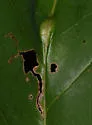 Resseliella tulipiferae - photo 5