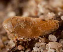Reticopsis nubila