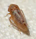 Reticopsis nubila - photo 2